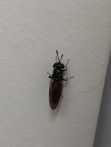 Unknown species found near Kansas City