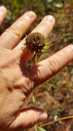Florida false sunflower (Phoebanthus grandiflorus)