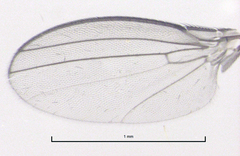 Paramyia