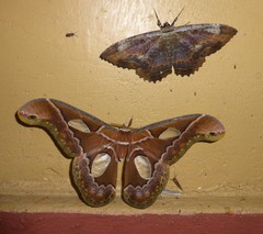 Rothschildia aricia