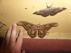 Rothschildia aricia