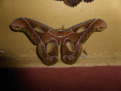 Rothschildia aricia