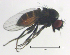 Paramyia