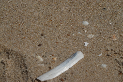 Ensis leei
