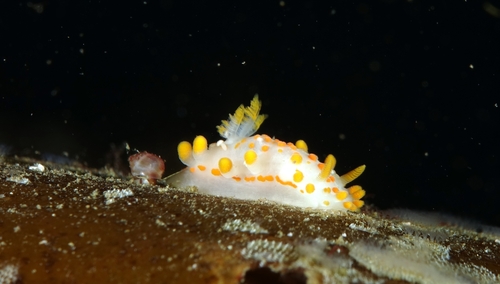 Orange-clubbed Sea Slug