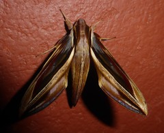 Xylophanes pyrrhus