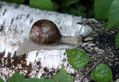 Helix pomatia