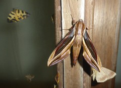 Xylophanes pyrrhus