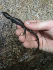 Potamites strangulatus