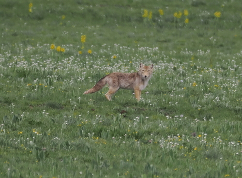 Tibetan Fox (Vulpes ferrilata)