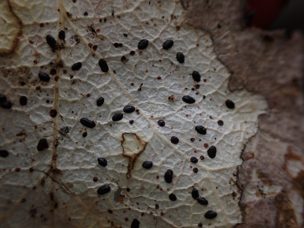 Rhytismataceae sp. 'BC03'