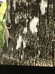 Anolis distichus