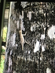 Anolis distichus