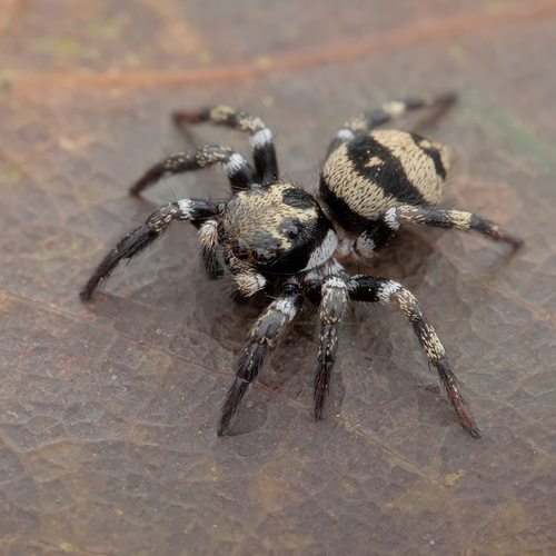 Corythalia valida