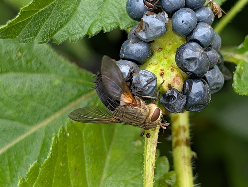 Unknown species found near Greenhouse D - Conservatory, Manhattan, KS 66502, USA