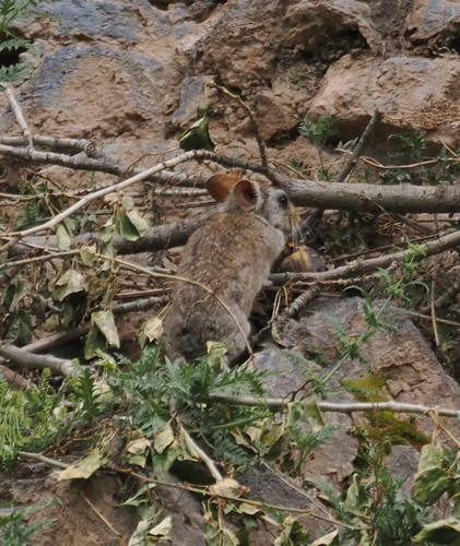Chinese Red Pika