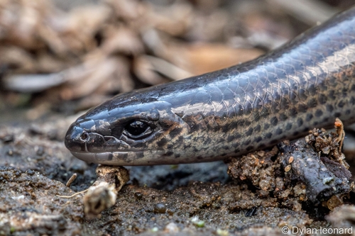 Qudeni Dwarf Burrowing Skink, Scelotes farquharsoni