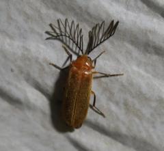 Stenocladius bicoloripes