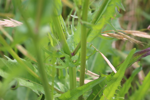 Crepis capillaris