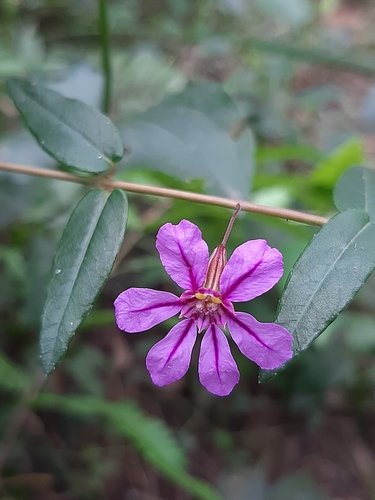 Cuphea polymorpha (Cuphea polymorpha)