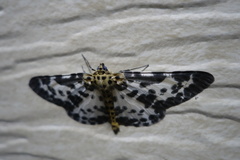 Percnia longitermen
