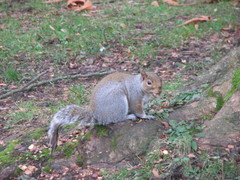 Sciurus carolinensis