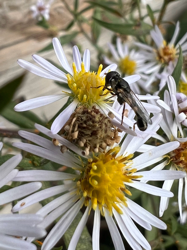 Unknown species found near N Palermo Rd, Palermo, ME, US