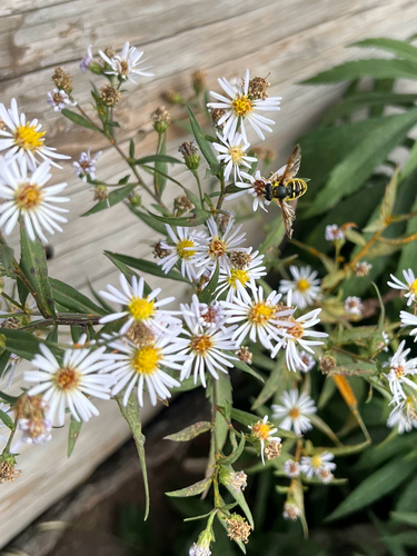 Unknown species found near N Palermo Rd, Palermo, ME, US