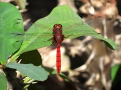 Tauriphila australis