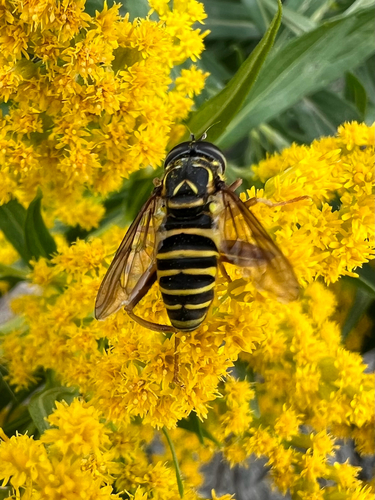 Unknown species found near N Palermo Rd, Palermo, ME, US