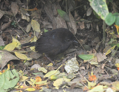 Scytalopus spillmanni