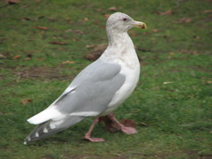 Larus glaucescens × occidentalis