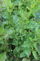 Lapsana communis intermedia
