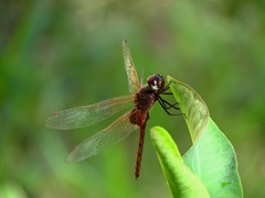 Tauriphila australis