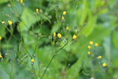 Lapsana communis intermedia