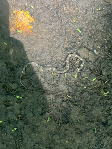 Black-banded Cat-eyed Snake