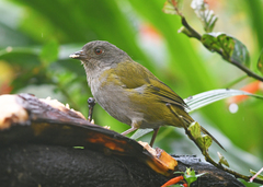 Chlorospingus semifuscus