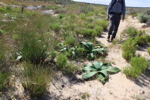Yellow Parasol (Crossyne flava)