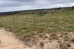 Bulbinella latifolia, photograph (c) Tony Rebelo, some rights reserved (CC BY-SA)