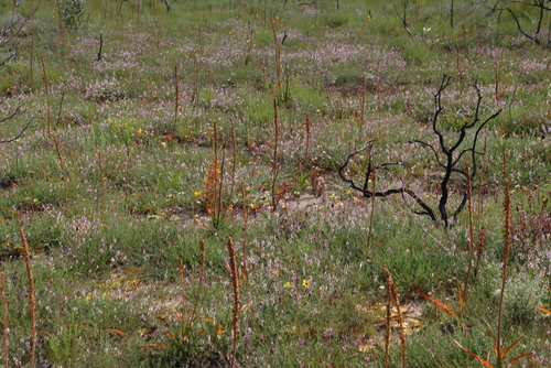 Gifberg Catstail (Bulbinella latifolia)