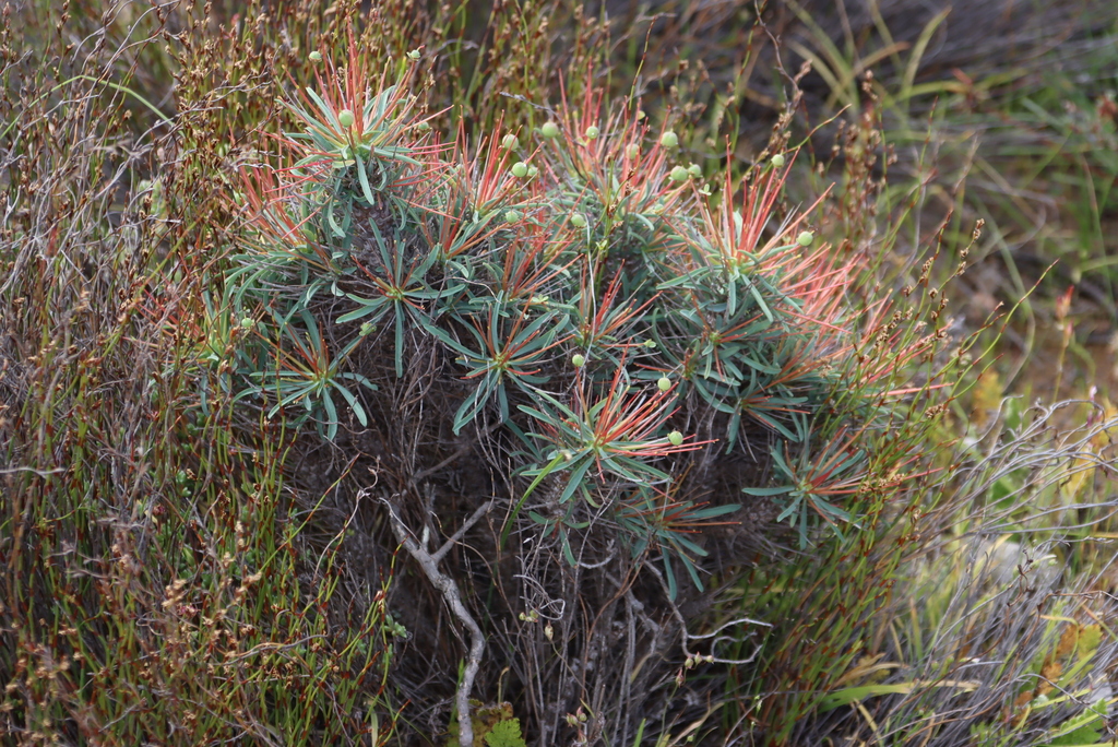 Euphorbia loricata; photograph (c) Tony Rebelo, some rights reserved (CC BY-SA)