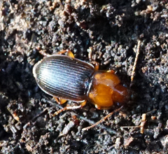 Amphasia interstitialis