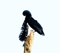 Cephalopterus penduliger
