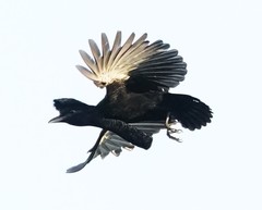 Cephalopterus penduliger