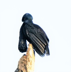Cephalopterus penduliger