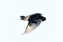 Cephalopterus penduliger