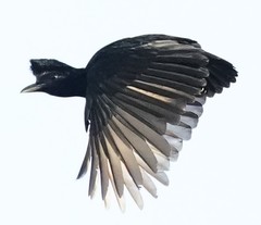 Cephalopterus penduliger