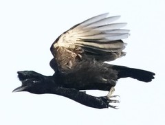 Cephalopterus penduliger