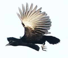 Cephalopterus penduliger