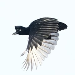 Cephalopterus penduliger